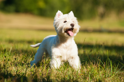 Dog breeds of the American Kennel Club: Terrier Group