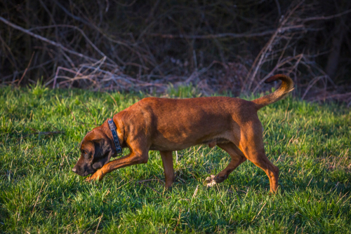 Kennel Club dog breeds: Hound Group
