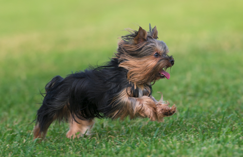 Kennel Club dog breeds: Toy Group