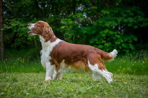 Kennel Club Dog Breeds: Gundog Group