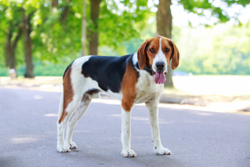 Dog breeds of the American Kennel Club: Hound Group