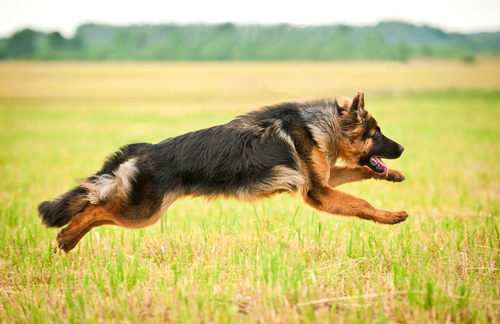 Dog breeds of the American Kennel Club: Herding Group