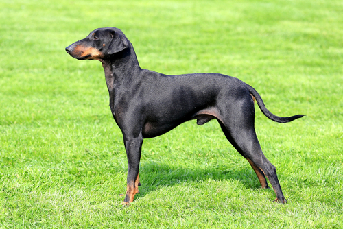 Dog breeds of the American Kennel Club: Toy Group