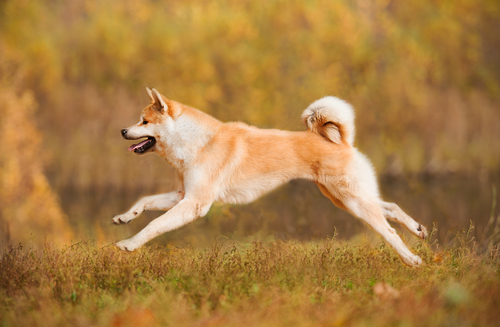 American Kennel Club Dog breeds: Working Group