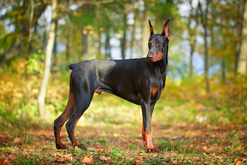 Kennel Club dog breeds: Working Group