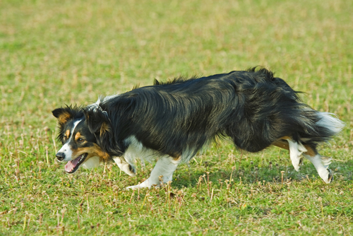 Kennel Club Dog Breeds: Pastoral Group