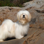 utility group kennel club