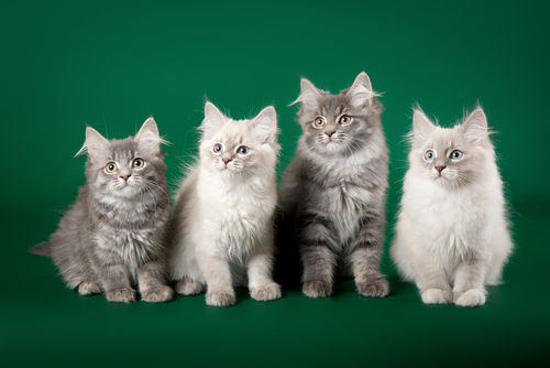 Registry of Pedigree Breeds of Cat in the UK