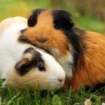 Guinea Pigs, a starters guide