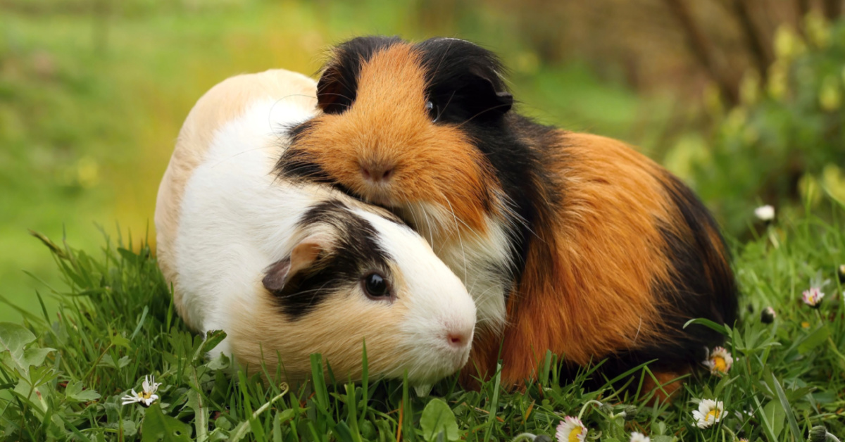 Guinea Pigs, a starters guide