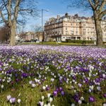 Harrogate Stray