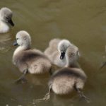 Cygnets abound at Hebburn Riverside Park