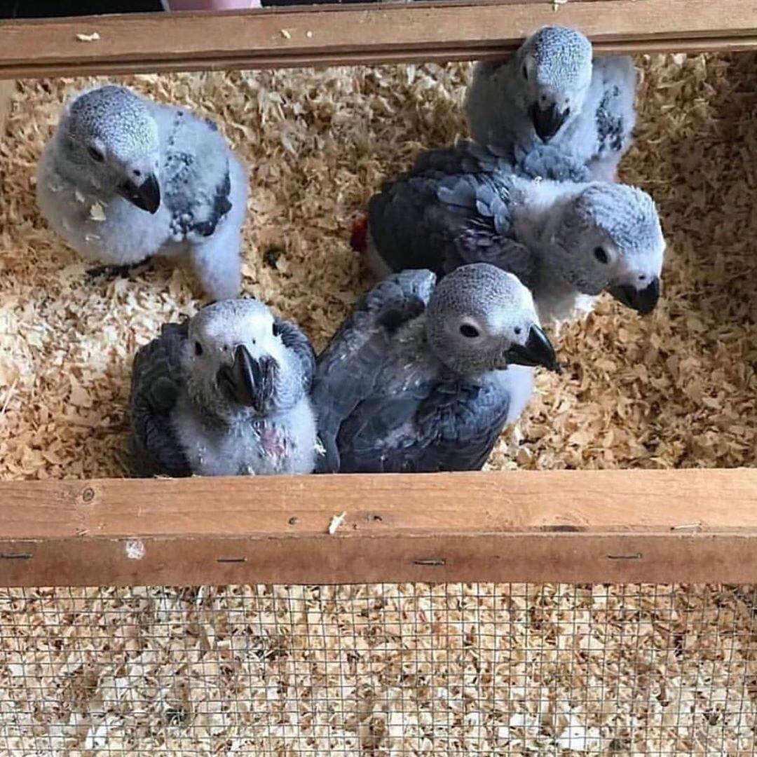 African Grey Parrots for Adoption