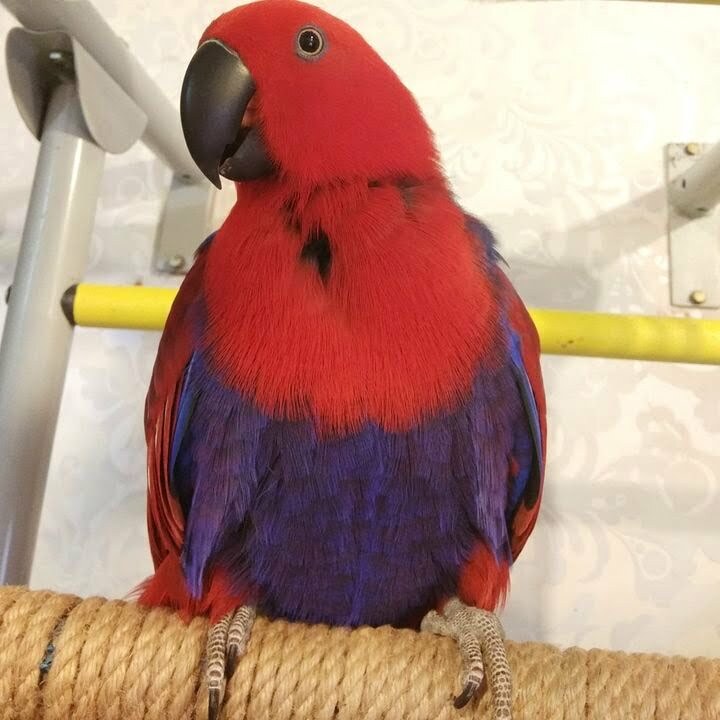 Ultimate Guide on Eclectus Parrots for Sale 