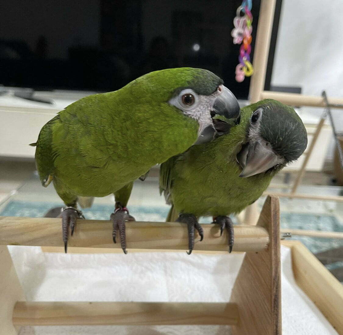 Amazon Parrot For Adoption Information